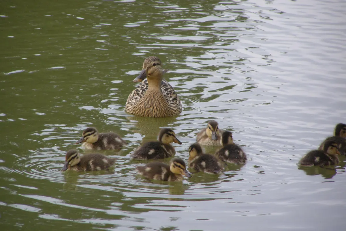 Camping L'Etang des Haizes, foto 2