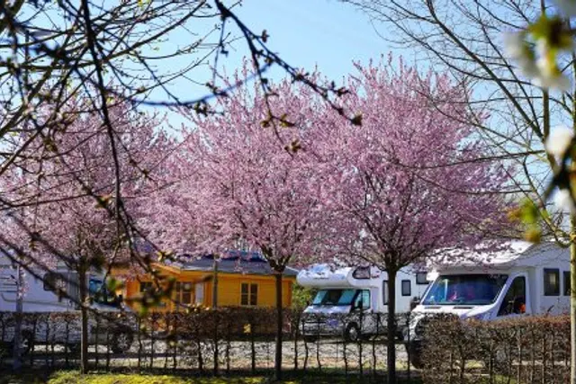 Wohnmobilplatz am Rebberg