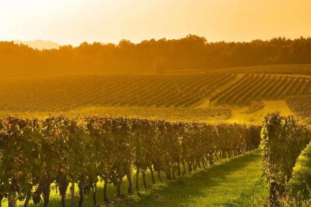 Weingut F. G. Kost