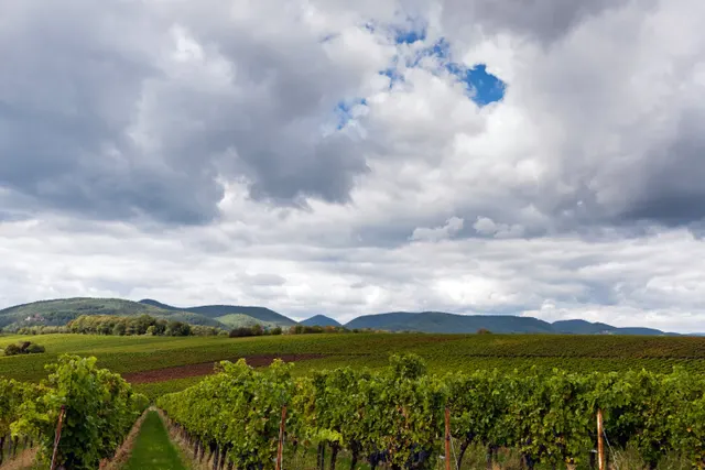 Stellplatz Weingut Mühlhäuser