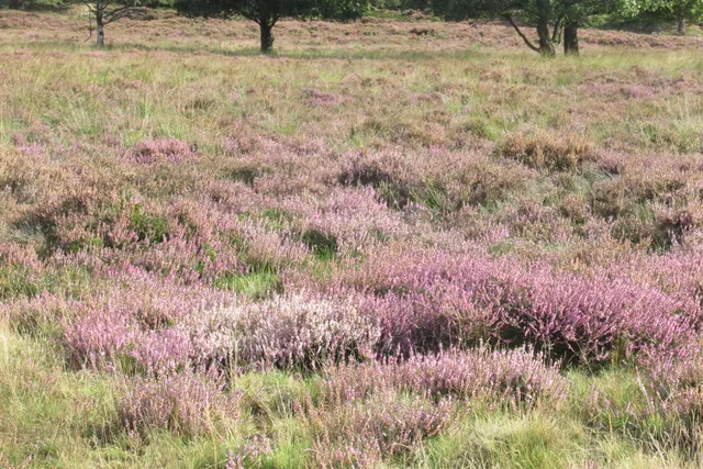 Boerderijcamping Het Amerveld