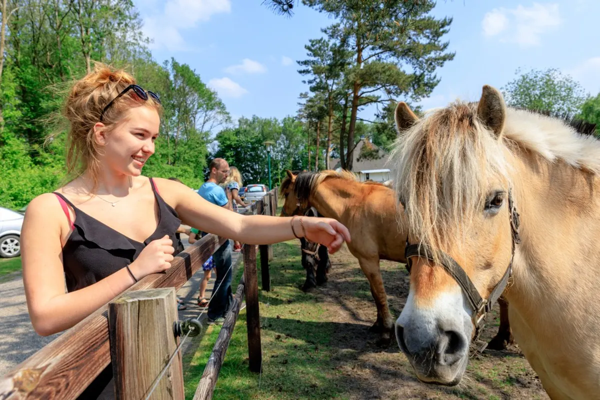 Camping De Reeënwissel